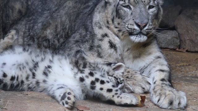 Happy Cats - Snow leopards смотреть онлайн