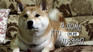 УКРОЩАЕМ СТРОПТИВУЮ СОБАКУ