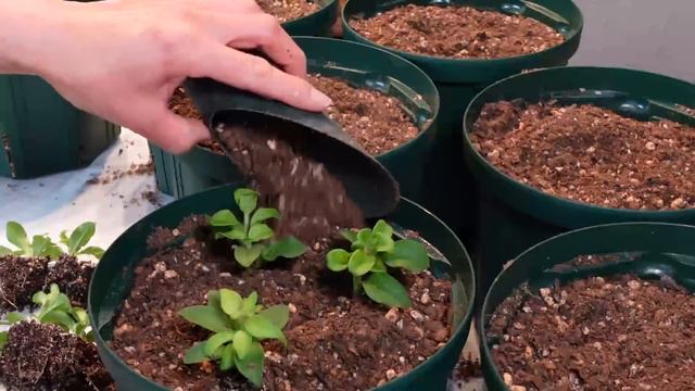 サフィニア挿し芽から植え替えまで❕３パターン🌺Petunia, Surfinia, Propagate from Cuttings❕ смотреть онлайн