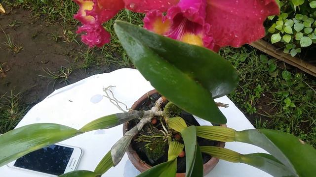 Cattleya Hybrida - Cattleya Merah - Blc Siam Red