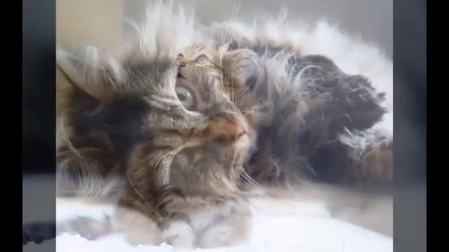 Сибирские кошки Siberian cats смотреть онлайн