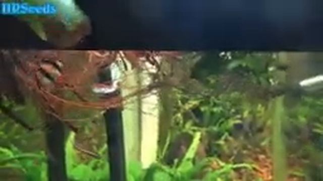 ⟹ Rooting Fig Cuttings | Ficus Carica | 4 Methods Used Full Video