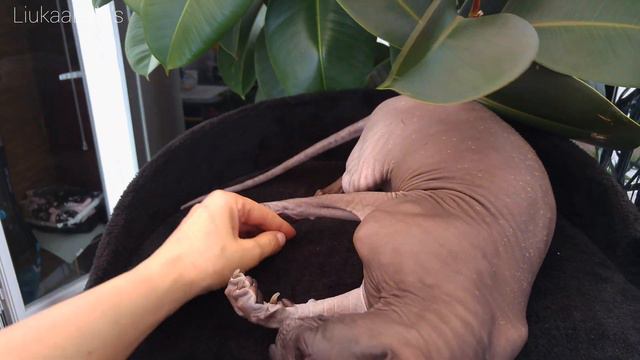 Cute Sphynx Cats 💞 Best Time is When we Play with Mommy 🐾 Meow смотреть онлайн