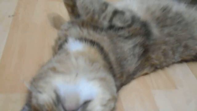 Там, где сытно – любят спать:) Кошка Ромашка и кошка Подушка. смотреть онлайн