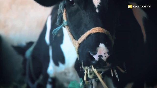 Казахский курт. Как быстро его приготовить? Qazaq TV