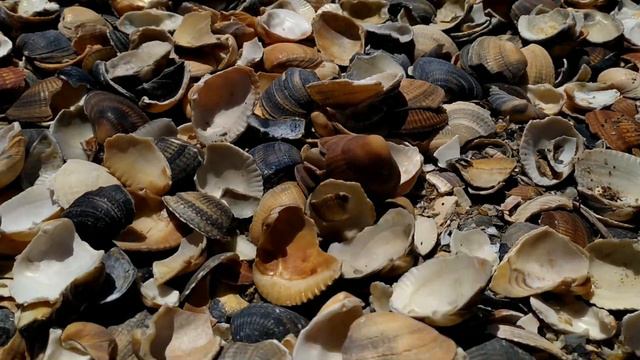 шум ракушек звук ракушек о чем говорят ракушки #новости #подпишись#ракушки#шумракушек #follow #love