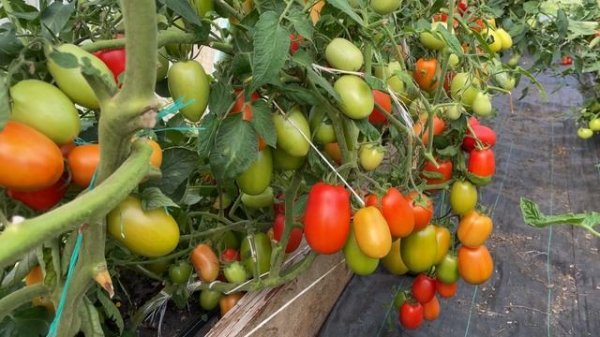 Томат Дино F1 — идеальный вариант для переработки / Как рос томат Дино F1 Tomato Dino F1