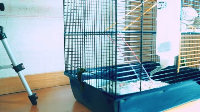 Крысам чистят зубы)) смотреть онлайн