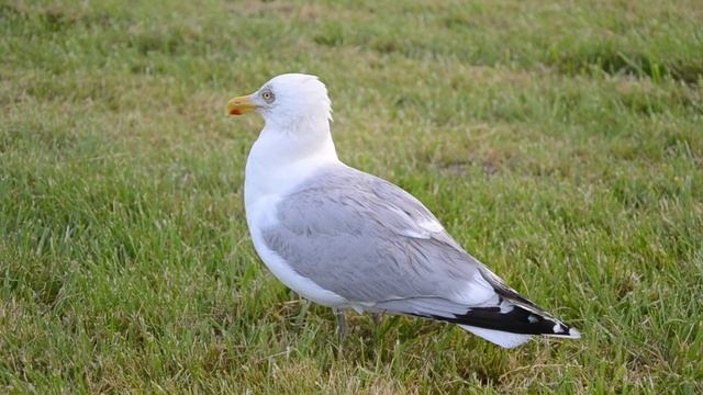 северное море.чайки смотреть онлайн