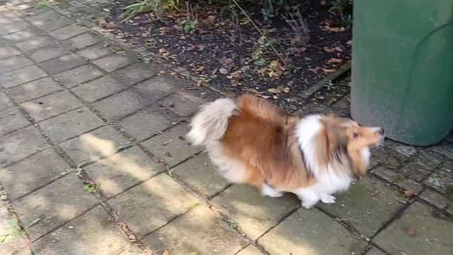 Shetland Sheepdog unpacks her box смотреть онлайн