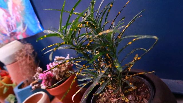 Croto Lluvia De Oro Cuidados | Croton Pictum