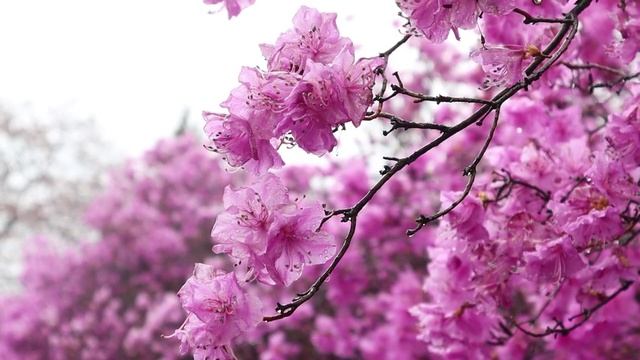 Нежная лечебная музыка здоровья и для успокоения нервной системы, глубокого релакса смотреть онлайн