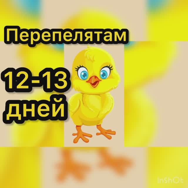 Перепелятам 12-13 дней смотреть онлайн