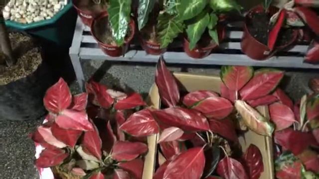 LS AGLAONEMA SUKSOM JAIPONG смотреть онлайн