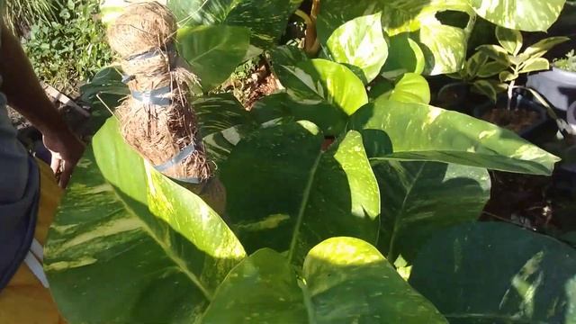 BIGGEST GIANT GOLDEN POTHOS GROWING & CARE TIPS @JoePlantitoVlogs смотреть онлайн