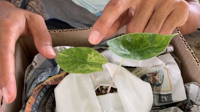Alocasia Pink Dragon Variegated (Lalamove มาส่งจากกรุงเทพ)