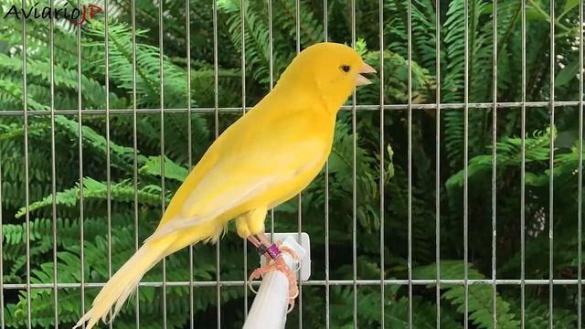 CANARIO NO CANTA ? CAUSAS Y SOLUCIONES DEL PORQUE MI CANARIO HA DEJADO DE CANTAR