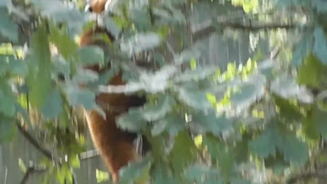 Panasonic SD80 Video Test (Red Pandas at Chester Zoo) смотреть онлайн