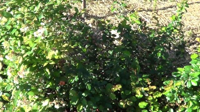 ЦВЕТЕТ ГОЛУБИКА ,ЖДЕМ УРОЖАЯ смотреть онлайн