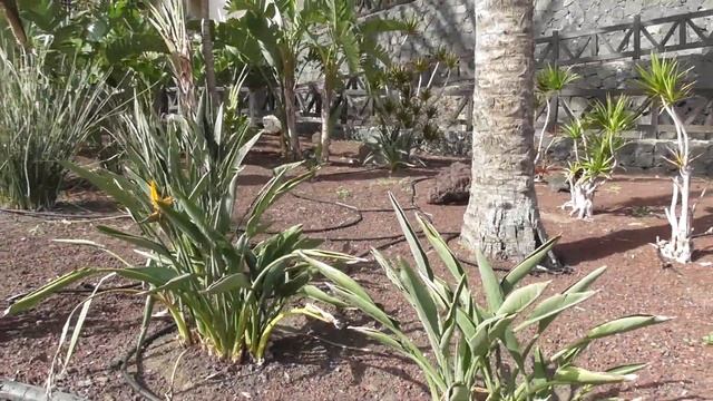 Occidental Jandia Mar!Kanarische Inseln Fuerteventura Jandia!Каникулы на канарских островах!24.10.2 смотреть онлайн