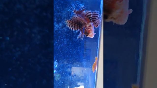 Fuzzy Dwarf Lionfish (Dendrochirus Brachypterus) hunting golden Molly смотреть онлайн