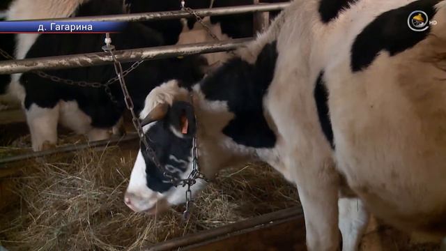 Поголовье в хозяйстве Елены Александровой выросло до полусотни смотреть онлайн