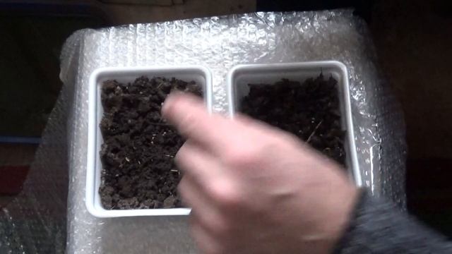 Сравнение всхожести семян Земля с огорода и торф грунт 5 02 2021 2 часть смотреть онлайн
