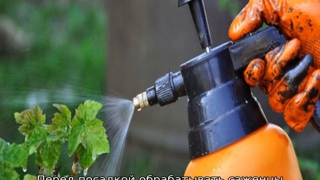 Почковый клещ на смородине: меры борьбы весной смотреть онлайн