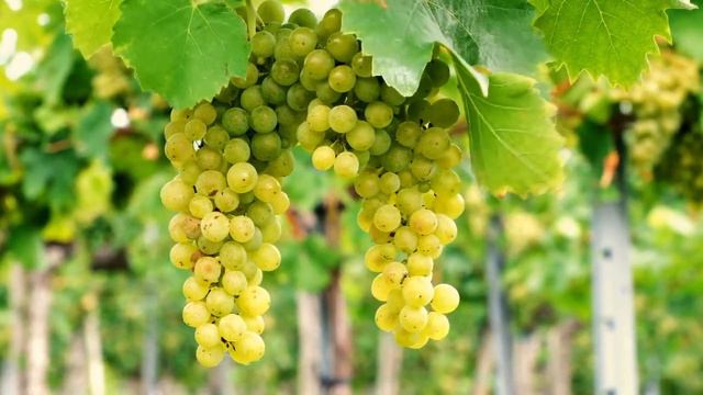 Сила Рода. Ч.1 смотреть онлайн