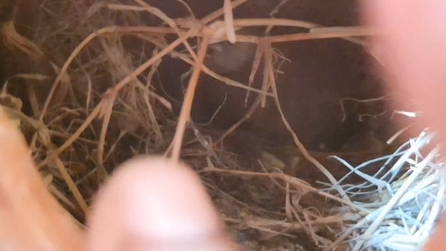 Finches & Java Exclusive Breeding Progress / Best Breeding Tips Of Java & Finches. смотреть онлайн