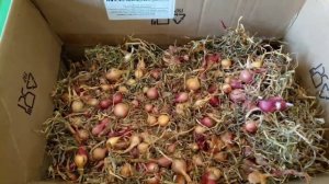 Лук-севок. Как сохранить до посадки.