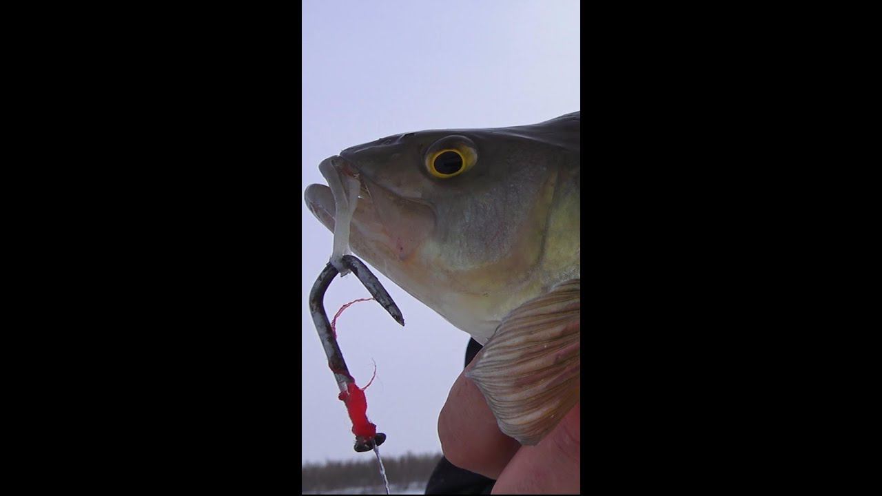 РЫБАЛКА НА РЖАВЫЙ ГВОЗДЬ В СИБИРИ ! #Shorts #рыбалка #налим смотреть онлайн