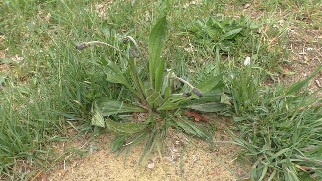 Plantago - A Universal Bush Medicine
