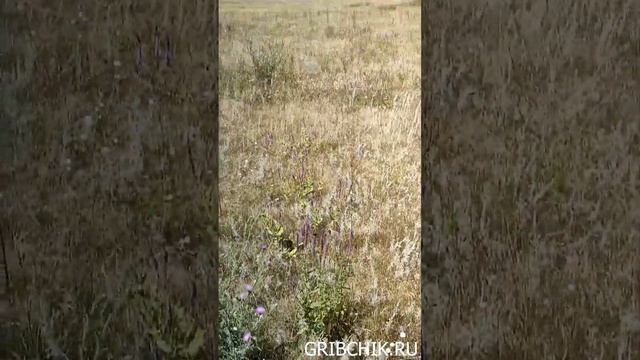 Собираем шалфей в полях, а рядом шампиньоны переростки. смотреть онлайн