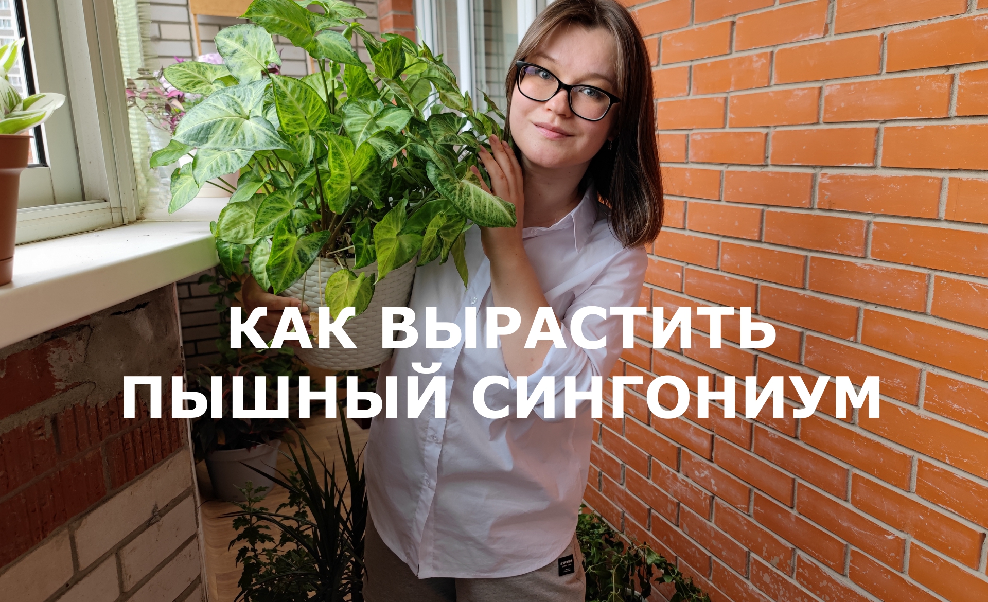 Сингониум: формируем пышный куст смотреть онлайн