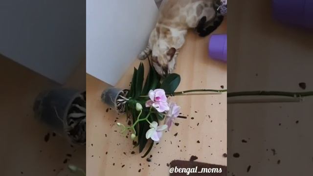 Кот.Бенгал.Бенгалы.Снежный бенгал.Bengal Snow Seal Lynx.Бенгальские котята.Бенгалы в Германии.