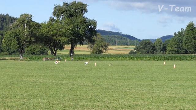European Coursing Championship 2017. AMBER VEIV'S MARIUS (RU) - BESTIES UNREAL ZEAL (DE). Whippet. смотреть онлайн