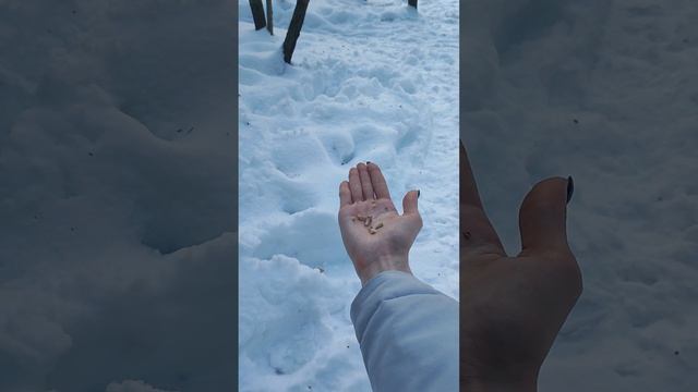 синицы и лазоревки едят фундук с ладони смотреть онлайн