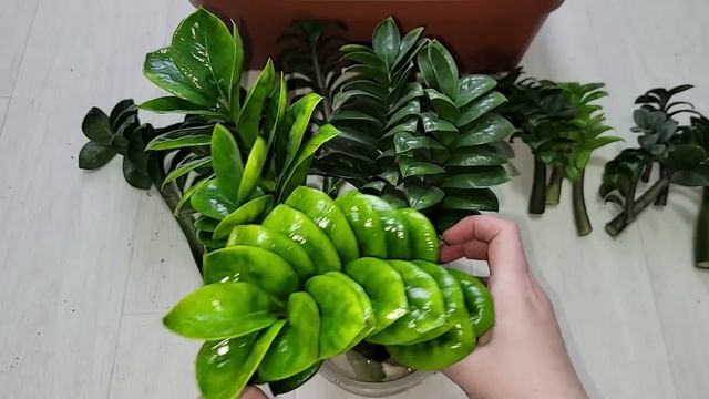 ЖАЛЕЮ, что РАНЬШЕ так не укореняла замиокулькас, самый экономичный способ получить много растений смотреть онлайн