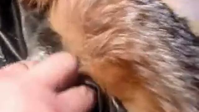 ремонт кожаной и меховой одежды в Челябинске и Копейске смотреть онлайн