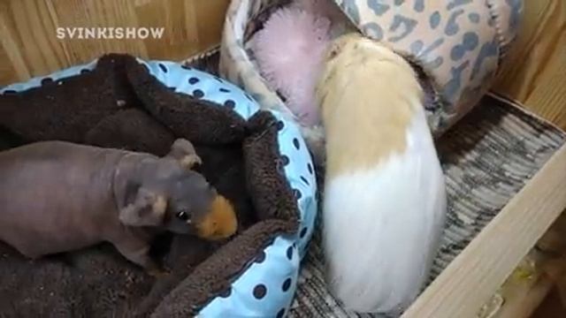 ОЧЕНЬ ГРЯЗНЫЙ ВИДОС. Морские Свинки Требуют Второй Дом / SvinkiShow смотреть онлайн