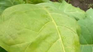 Выращивание табака в Краснодарском крае. Обзор 13.06 2023