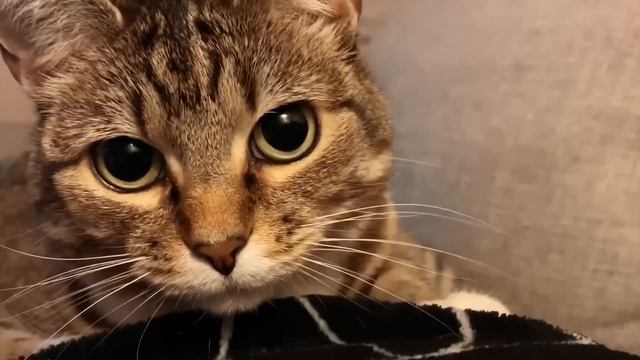 How Cats See The World... смотреть онлайн