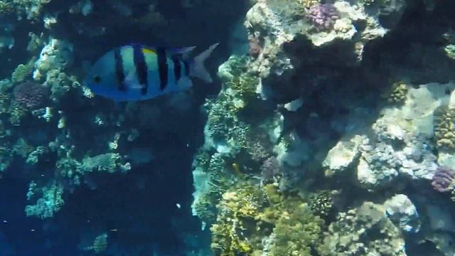 шарм эль шейх 2014 смотреть онлайн