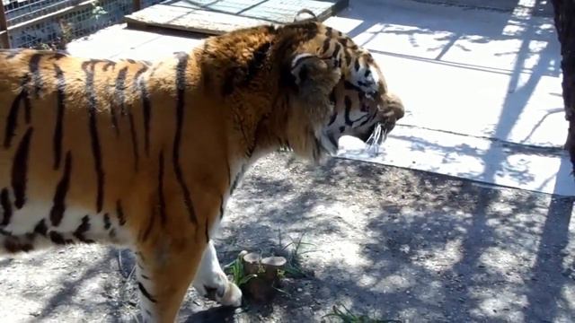 Мощные тигры сафари-парка 