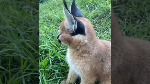 Caracal Floppa Cat🐱🐱||So Beautiful||So Attractive|| смотреть онлайн