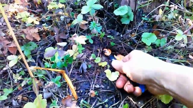 ГРИБНАЯ ПОРА! РЫЖИКИ!!! смотреть онлайн