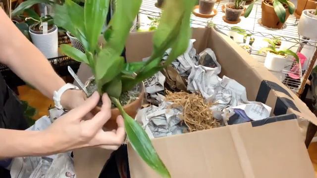 ANOTHER SPECIAL UNBOXING Another special unboxing #nicoledeanna смотреть онлайн