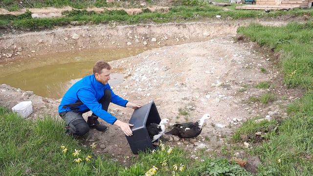 Приезд новеньких. Мускусные утки. смотреть онлайн
