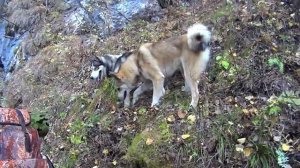 Охотничьи избушки. Простая и надежная.